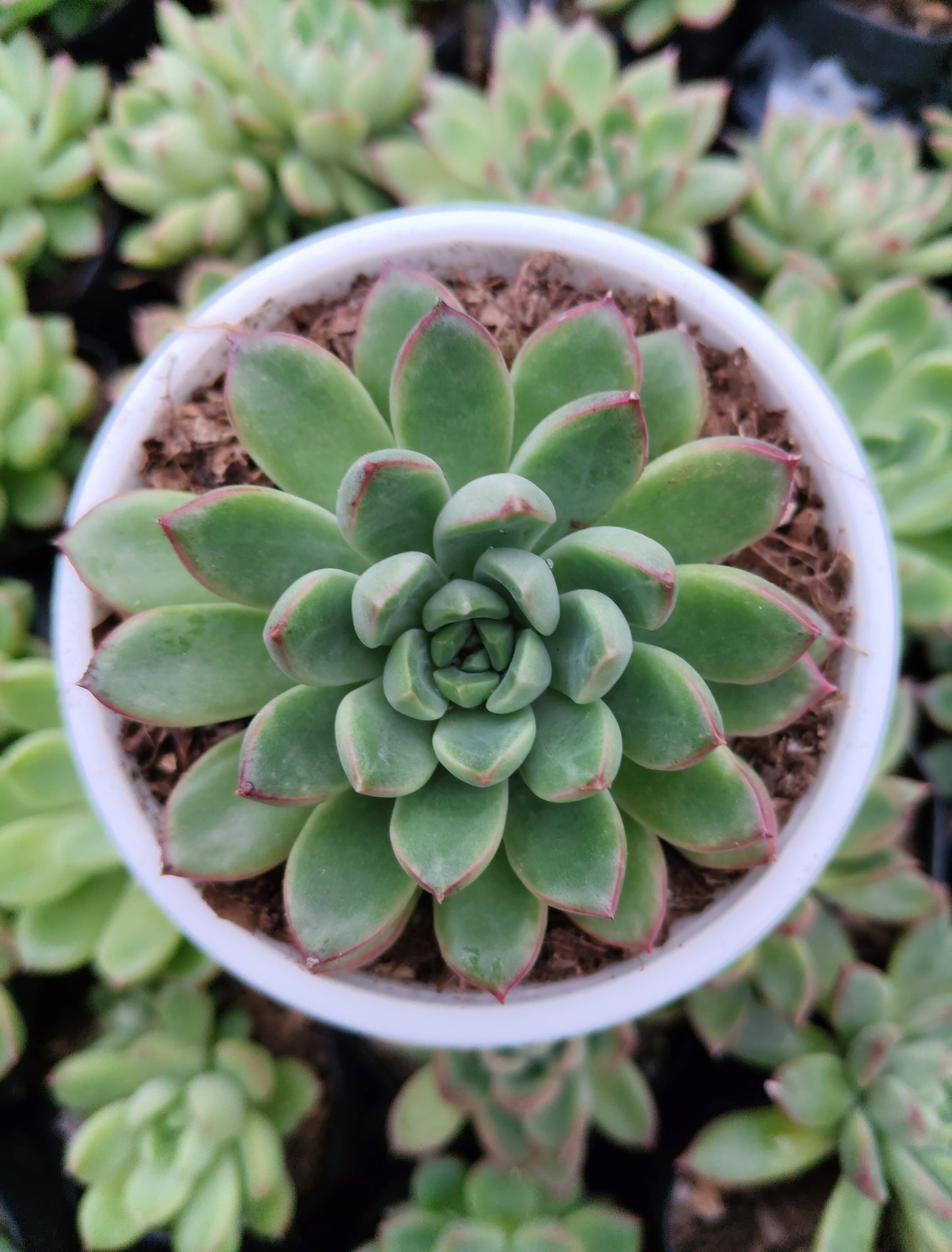Echeveria 'Royal Green' Bare-Rooted – Elegant Succulent for Home, Office & Garden Decor