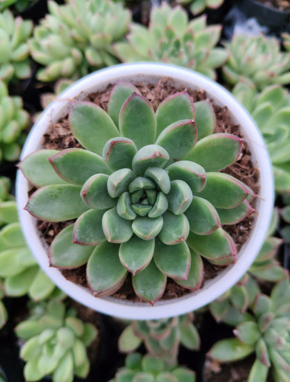 Echeveria 'Royal Green' Bare-Rooted – Elegant Succulent for Home, Office & Garden Decor