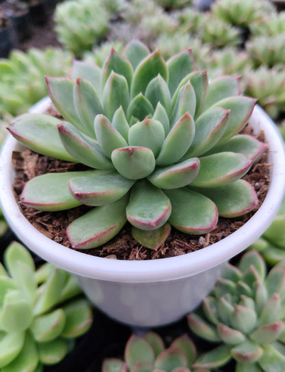 Echeveria 'Royal Green' Bare-Rooted – Elegant Succulent for Home, Office & Garden Decor