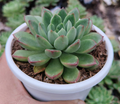 Echeveria 'Royal Green' Bare-Rooted – Elegant Succulent for Home, Office & Garden Decor