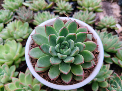 Echeveria 'Royal Green' Bare-Rooted – Elegant Succulent for Home, Office & Garden Decor