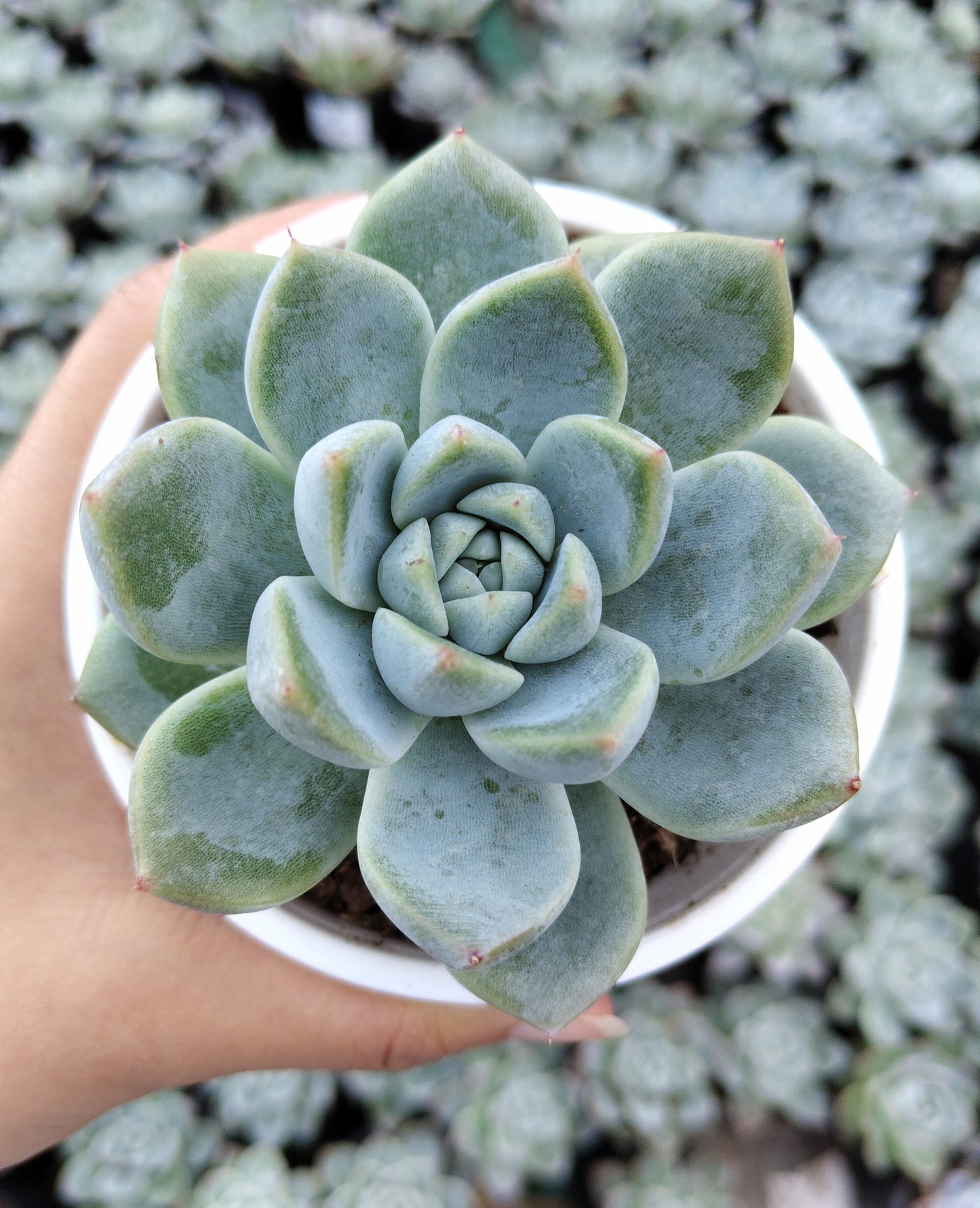 Echeveria Alba Beauty | Bare-Rooted – Stunning Succulent for Homes, Offices, and Gardens