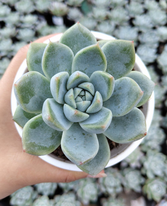 Echeveria Alba Beauty | Bare-Rooted – Stunning Succulent for Homes, Offices, and Gardens