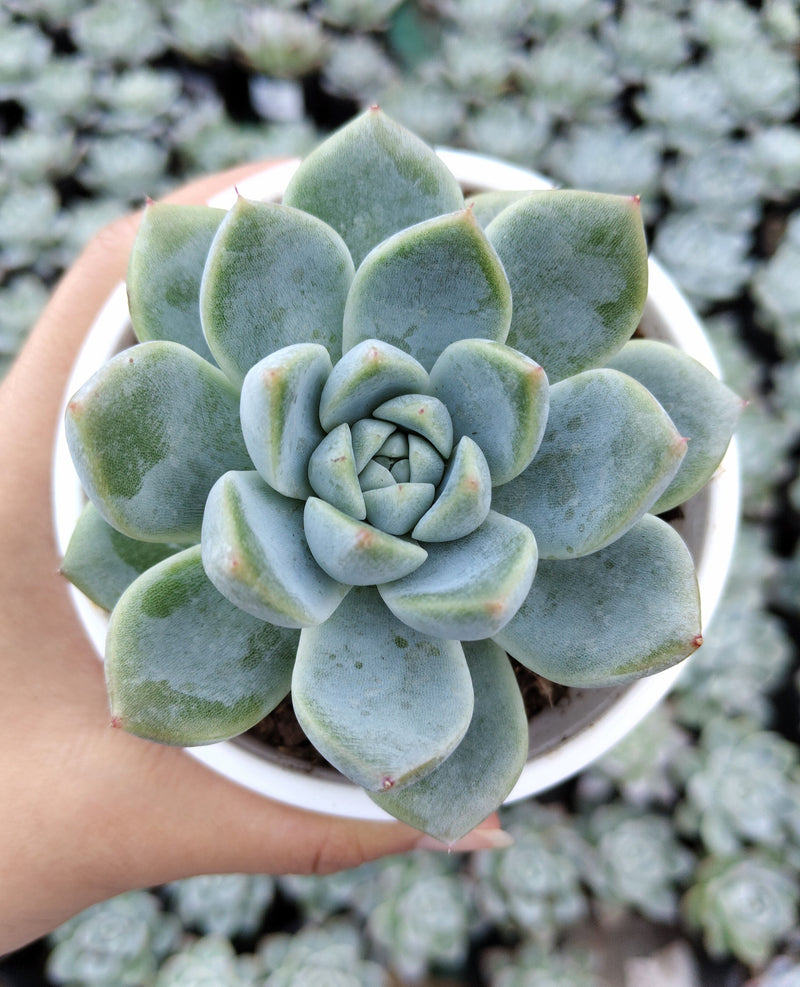 Compact rosette succulent