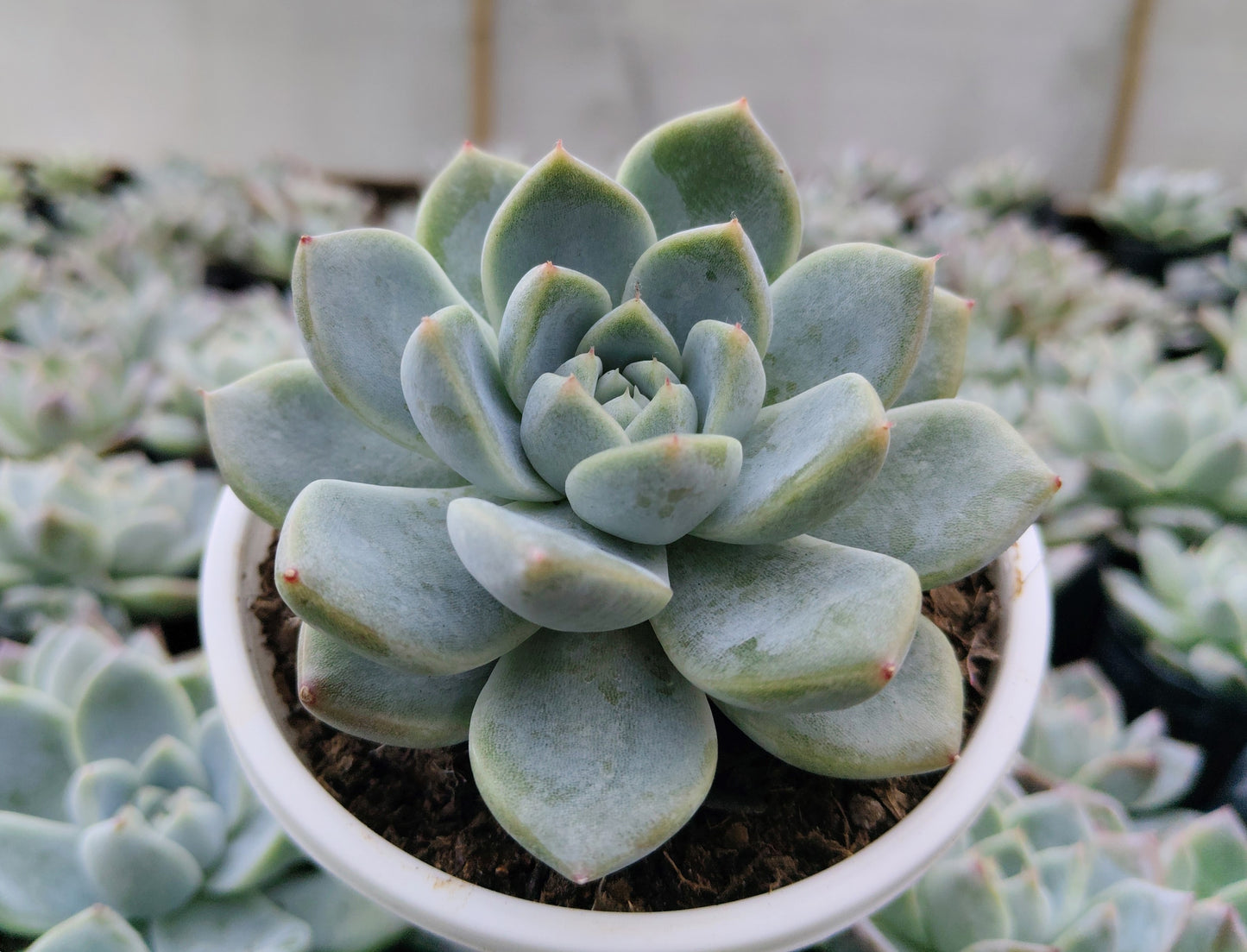Echeveria Alba Beauty | Bare-Rooted – Stunning Succulent for Homes, Offices, and Gardens