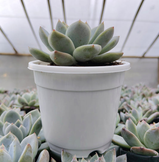 Echeveria Alba Beauty | Bare-Rooted – Stunning Succulent for Homes, Offices, and Gardens