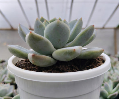 Echeveria Alba Beauty | Bare-Rooted – Stunning Succulent for Homes, Offices, and Gardens
