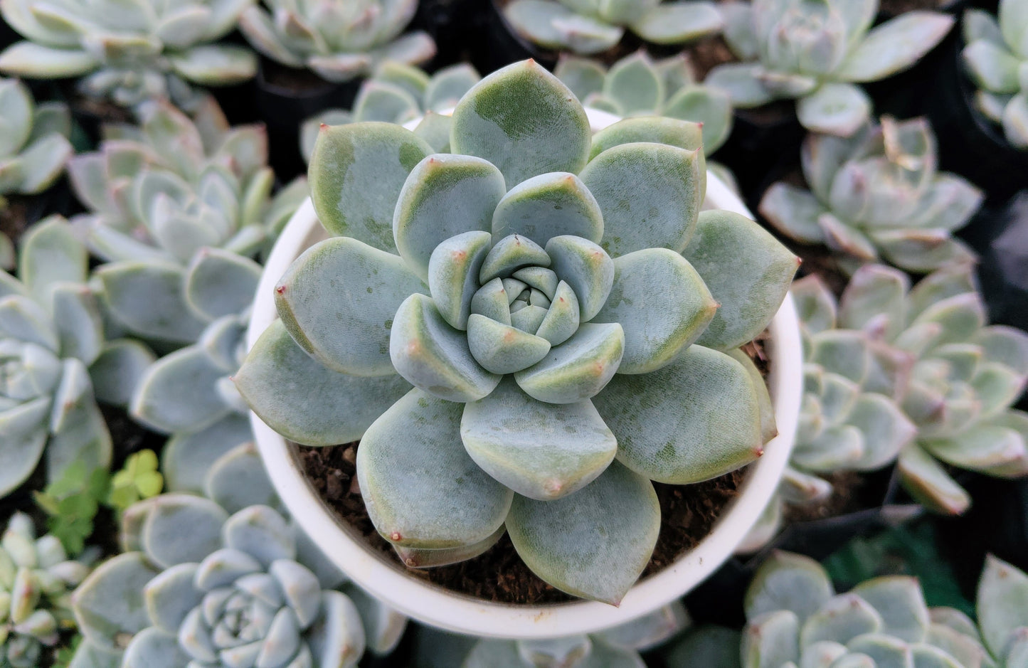 Echeveria Alba Beauty | Bare-Rooted – Stunning Succulent for Homes, Offices, and Gardens