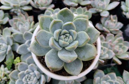 Echeveria Alba Beauty | Bare-Rooted – Stunning Succulent for Homes, Offices, and Gardens