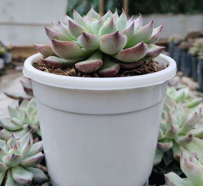 Echeveria Apus Succulent Hybrid | Bare-Rooted – Powdery Blue-Green Rosette | Succulent for Home Décor
