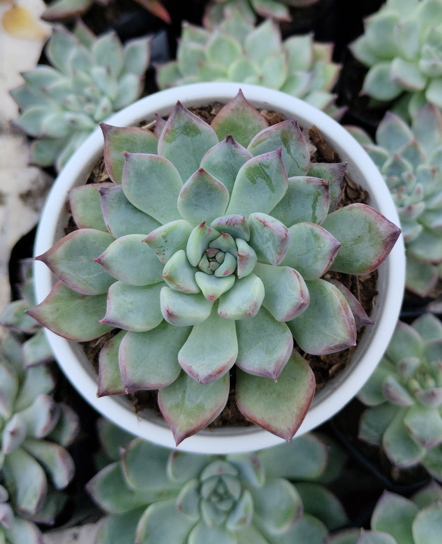 Echeveria Apus Succulent Hybrid | Bare-Rooted – Powdery Blue-Green Rosette | Succulent for Home Décor
