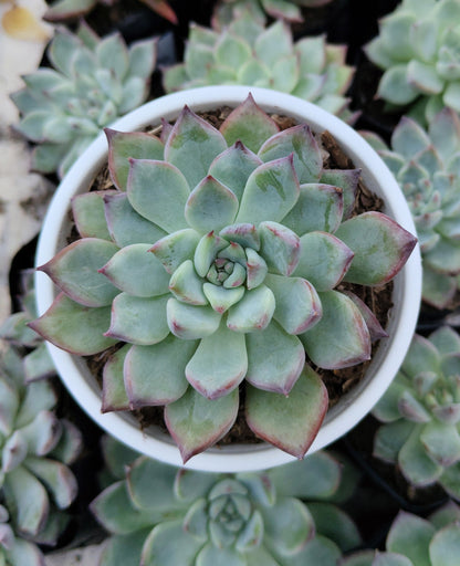 Echeveria Apus Succulent Hybrid | Bare-Rooted – Powdery Blue-Green Rosette | Succulent for Home Décor