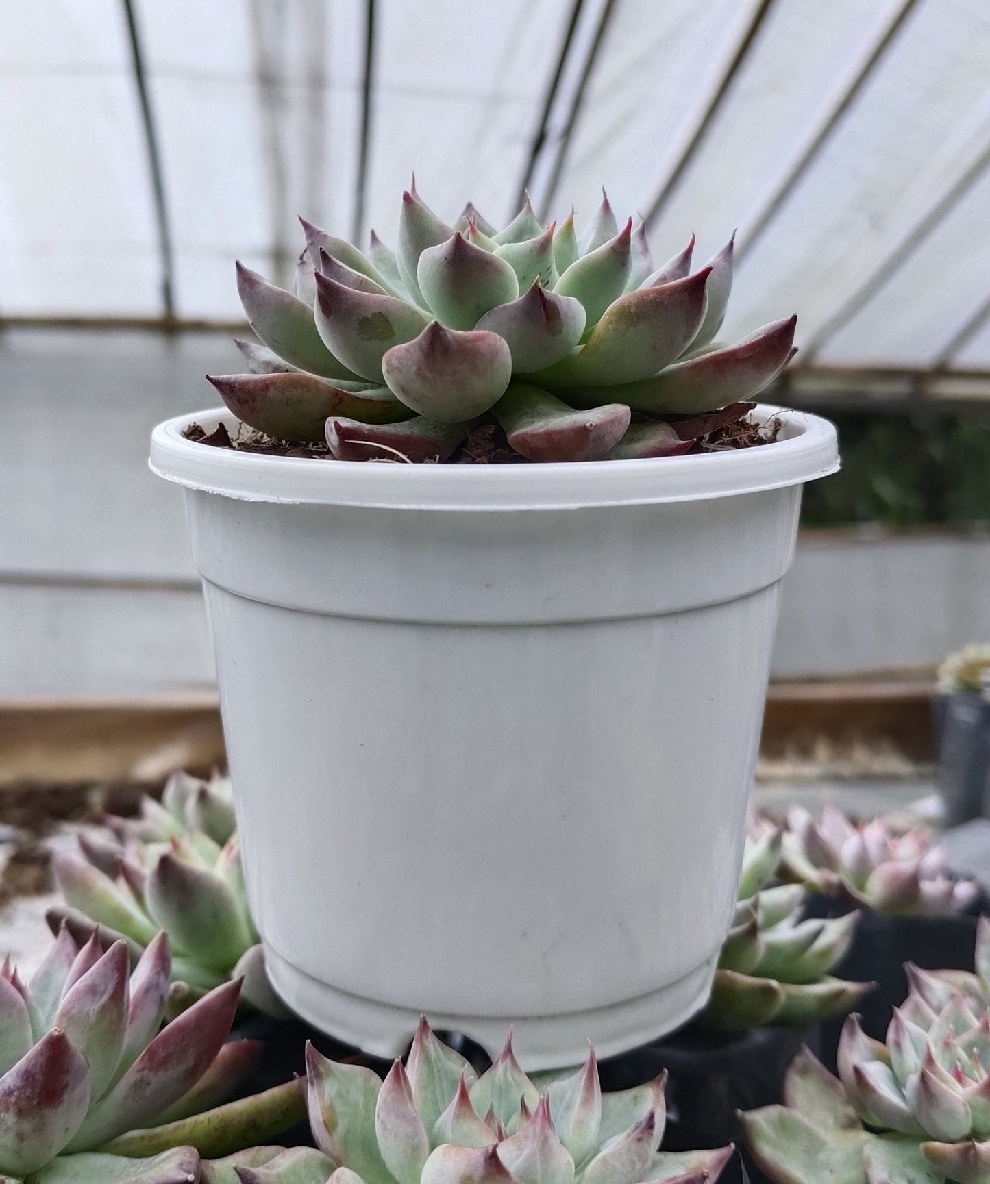 Echeveria Apus Succulent Hybrid | Bare-Rooted – Powdery Blue-Green Rosette | Succulent for Home Décor
