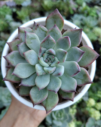 Echeveria Apus Succulent Hybrid | Bare-Rooted – Powdery Blue-Green Rosette | Succulent for Home Décor