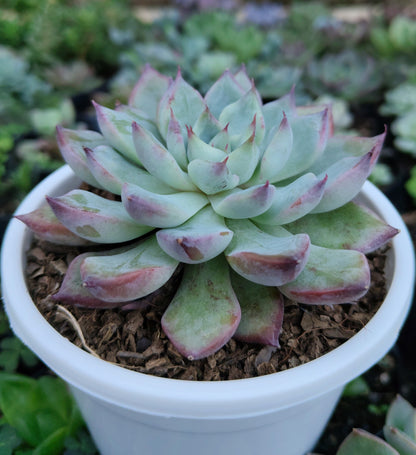 Echeveria Apus Succulent Hybrid | Bare-Rooted – Powdery Blue-Green Rosette | Succulent for Home Décor