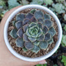 Echeveria Blue Raspberry – Bare Rooted | Premium Succulent for Home Decor – Bare-Rooted