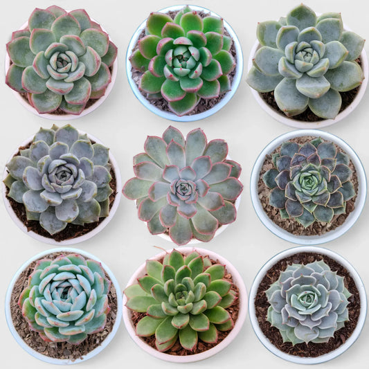 Echeveria Combo Set of 9 | Mature Well Rooted Succulents | Colourful Succulent Collection - Free Shipping