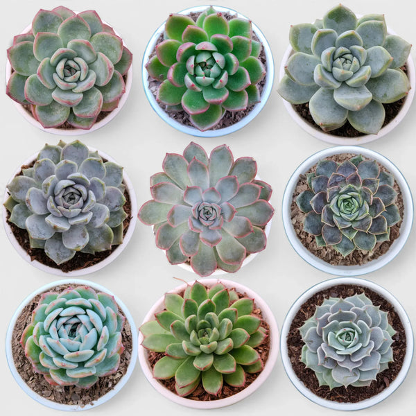 Echeveria Combo Set of 9 with Free Shipping | Mature Well Rooted Colourful Succulent Collection | Bare-Rooted