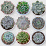 Echeveria Combo Set of 9 with Free Shipping | Mature Well Rooted Colourful Succulent Collection | Bare-Rooted