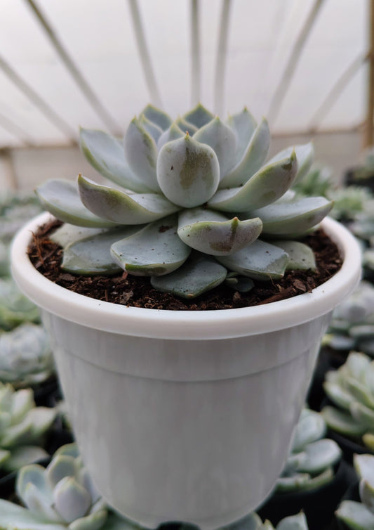 Echeveria Elegance Powdery (Imported) | Bare-Rooted – Beautiful Succulent for Home and Office