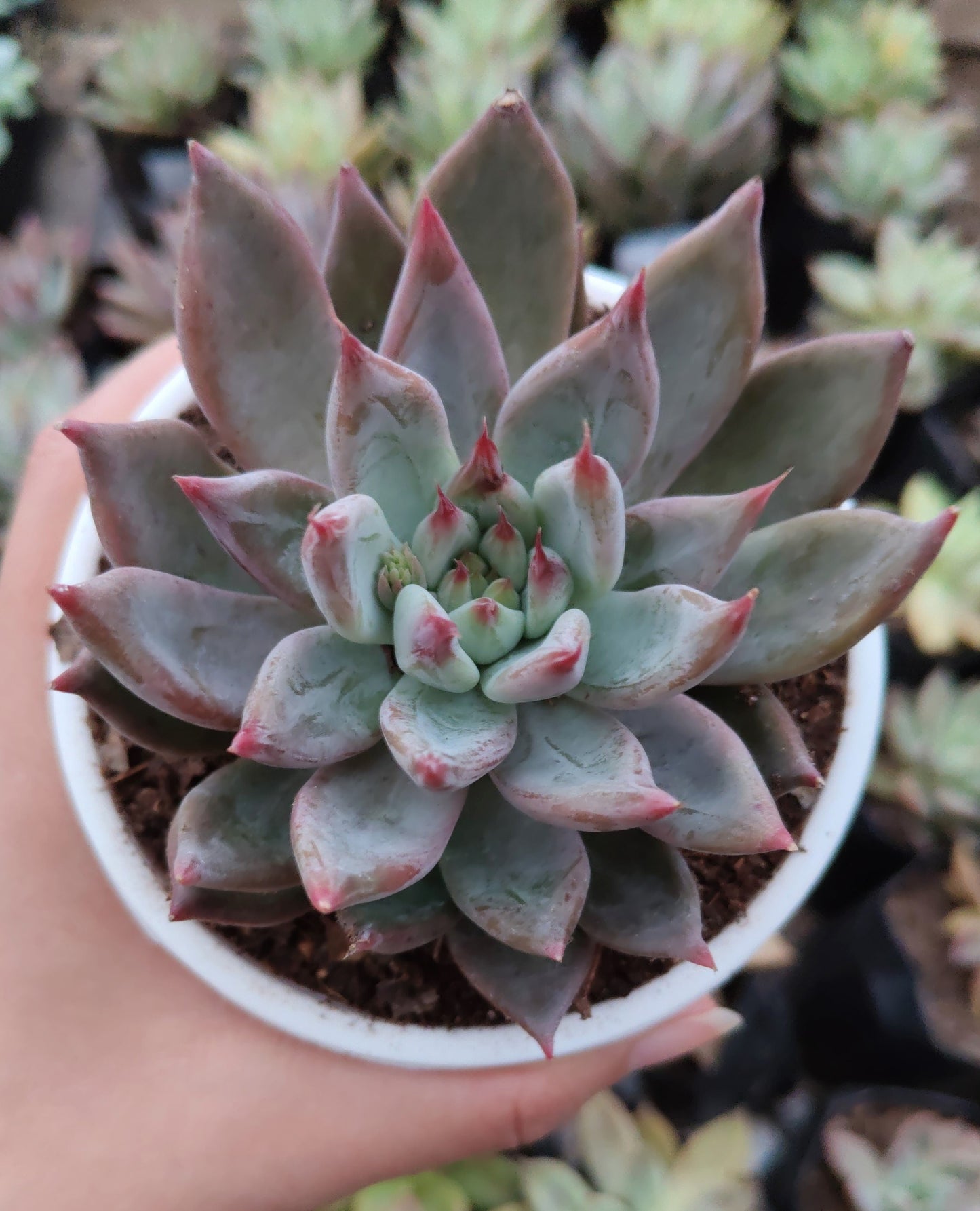 Pink Pachyphytum Hookeri Hybrid (Pink Moonstone) | Bare-Rooted – Mature & Well-Rooted Succulent | Perfect for Gifting & Home Décor