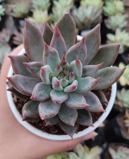 Pink Pachyphytum Hookeri Hybrid (Pink Moonstone) | Bare-Rooted – Mature & Well-Rooted Succulent | Perfect for Gifting & Home Décor