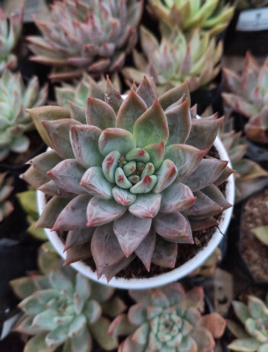 Pink Pachyphytum Hookeri Hybrid (Pink Moonstone) | Bare-Rooted – Mature & Well-Rooted Succulent | Perfect for Gifting & Home Décor