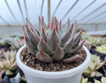 Pink Pachyphytum Hookeri Hybrid (Pink Moonstone) | Bare-Rooted – Mature & Well-Rooted Succulent | Perfect for Gifting & Home Décor