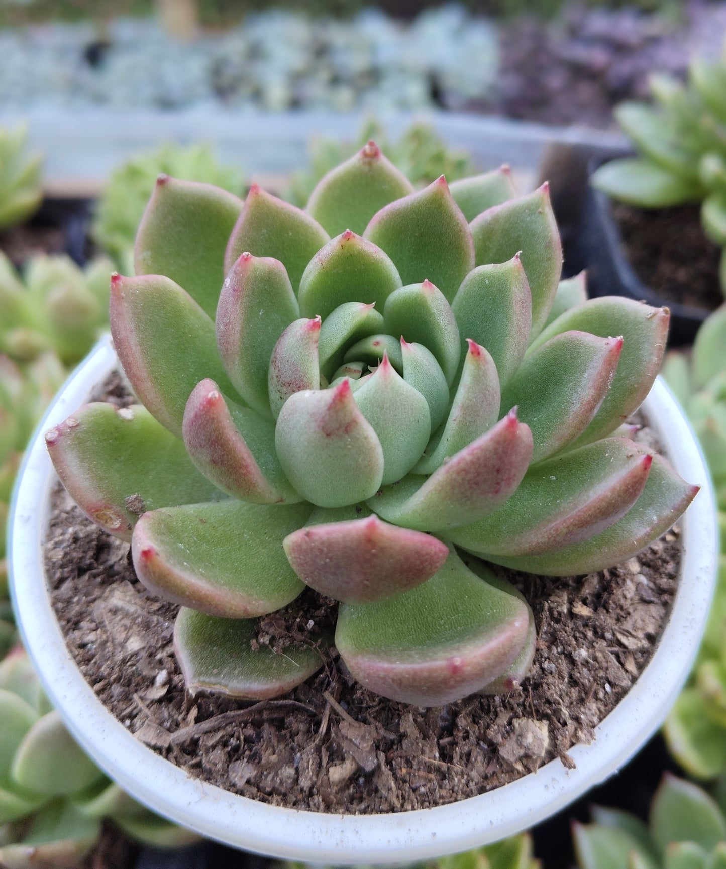 Echeveria Suki | Medium Size Live Plant (Bare-Rooted) – Stunning Beauty for Your Space!