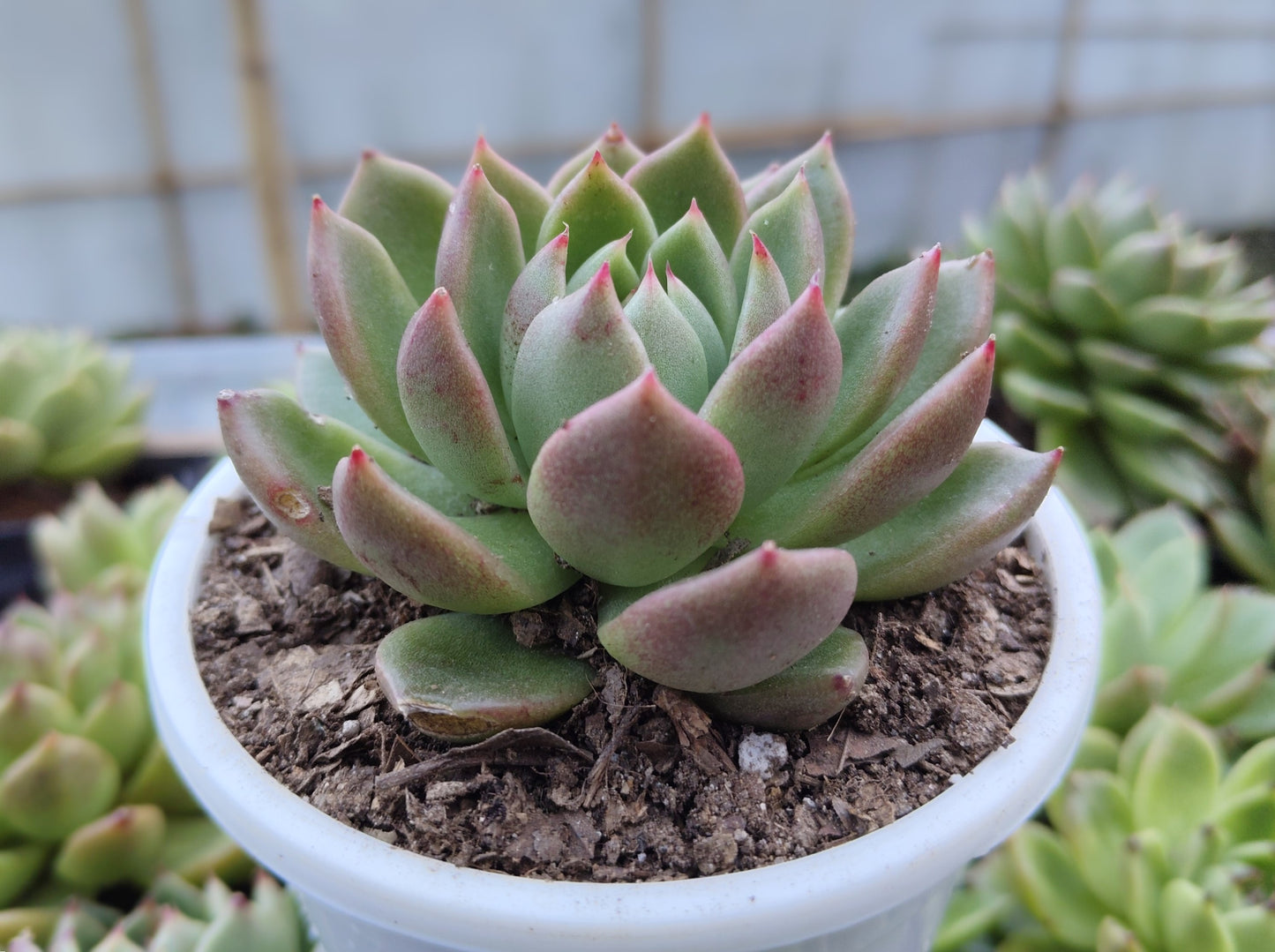 Echeveria Suki | Medium Size Live Plant (Bare-Rooted) – Stunning Beauty for Your Space!