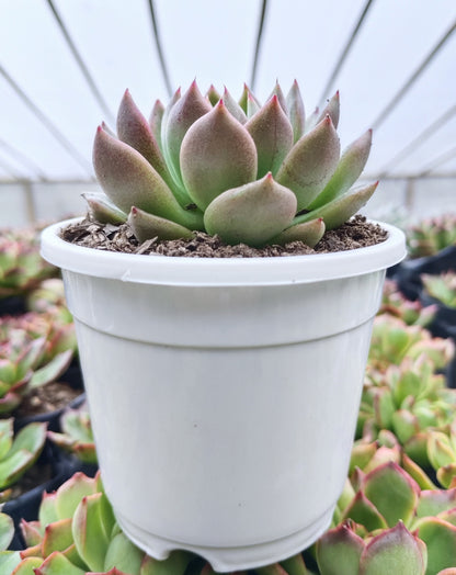 Echeveria Suki | Medium Size Live Plant (Bare-Rooted) – Stunning Beauty for Your Space!