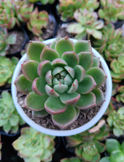 Echeveria Suki | Medium Size Live Plant (Bare-Rooted) – Stunning Beauty for Your Space!