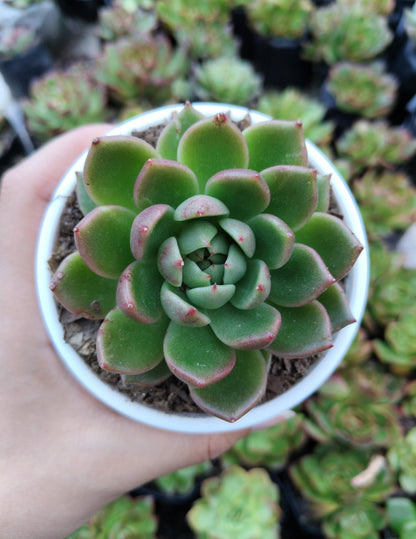 Echeveria Suki | Medium Size Live Plant (Bare-Rooted) – Stunning Beauty for Your Space!
