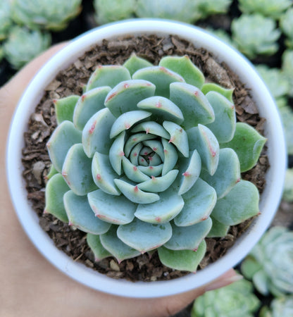 Echeveria Lunas Hybrid | Bare-Rooted – Elegant Succulent for Home & Office Decor