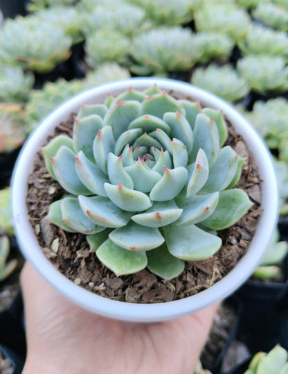 Echeveria Lunas Hybrid | Bare-Rooted – Elegant Succulent for Home & Office Decor