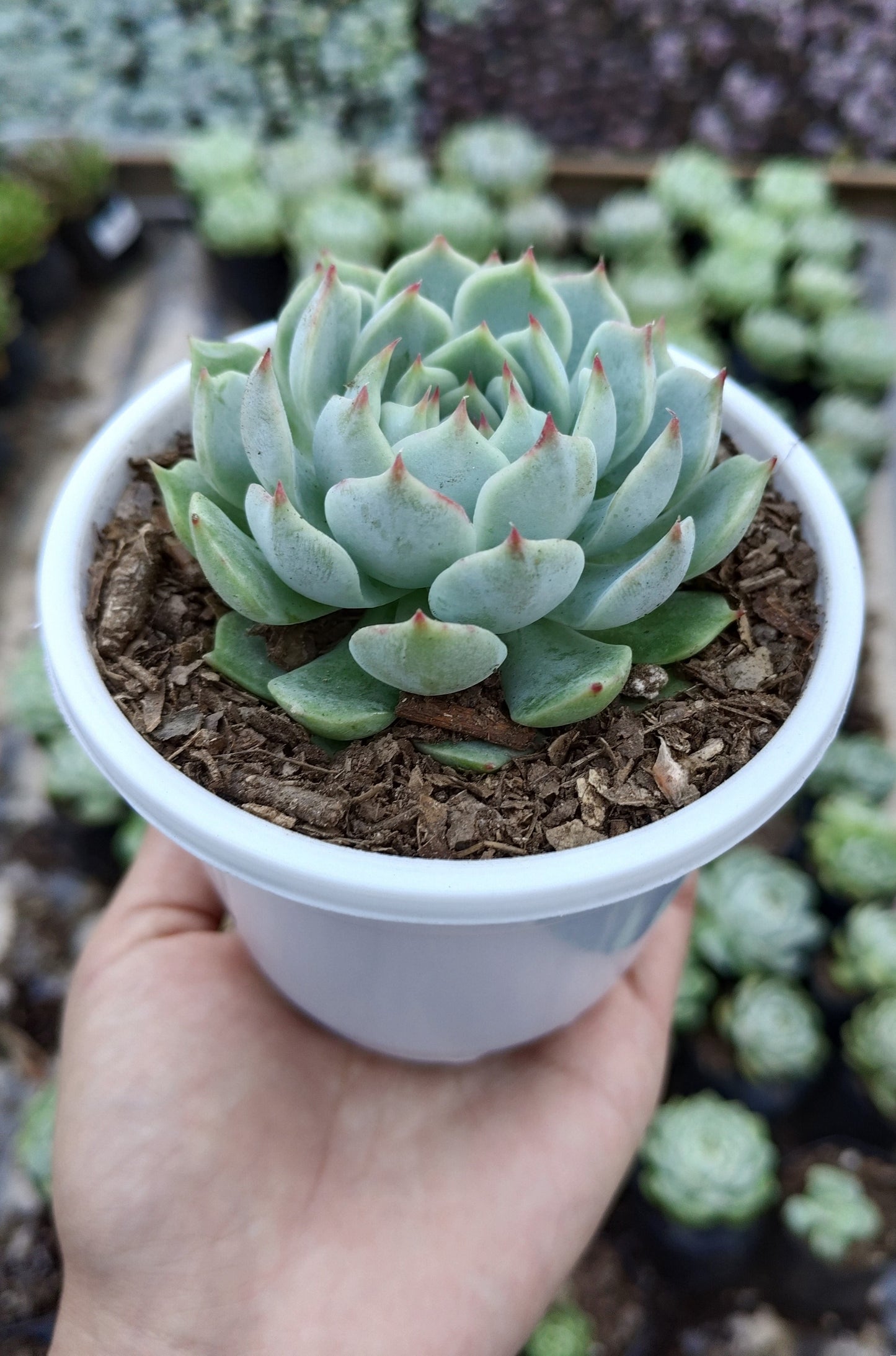 Echeveria Lunas Hybrid | Bare-Rooted – Elegant Succulent for Home & Office Decor