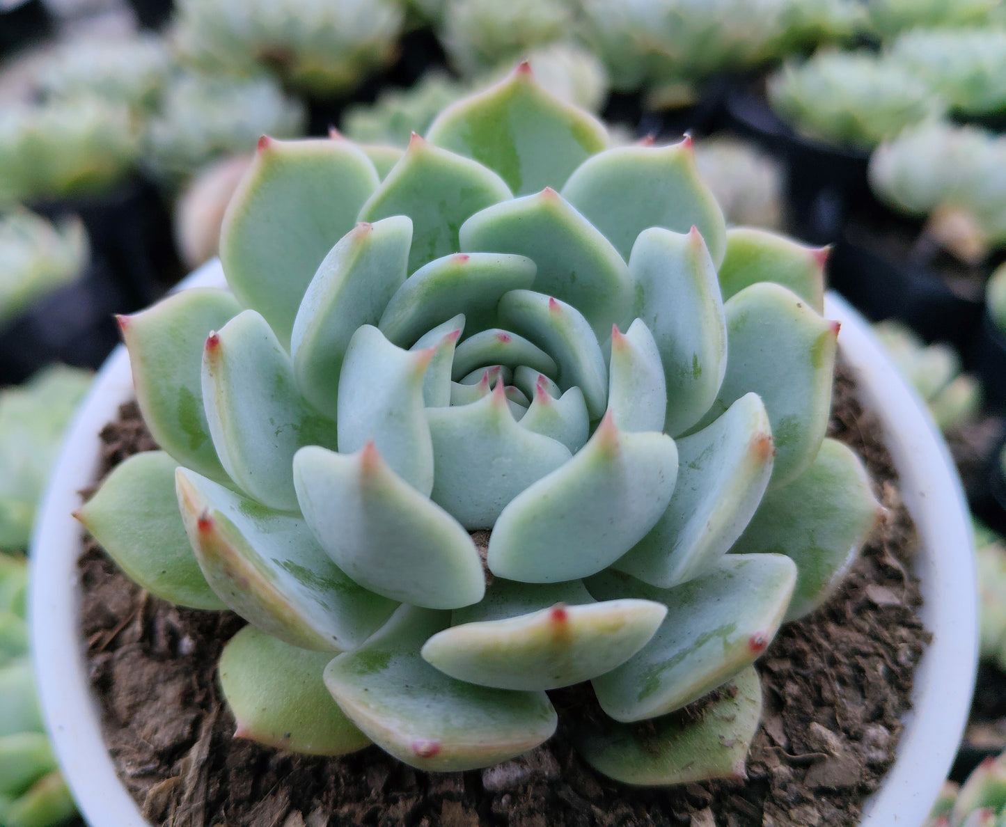 Echeveria Lunas Hybrid | Bare-Rooted – Elegant Succulent for Home & Office Decor