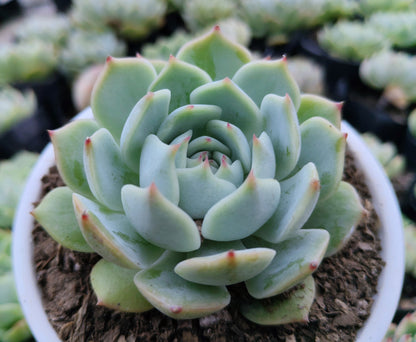 Echeveria Lunas Hybrid | Bare-Rooted – Elegant Succulent for Home & Office Decor