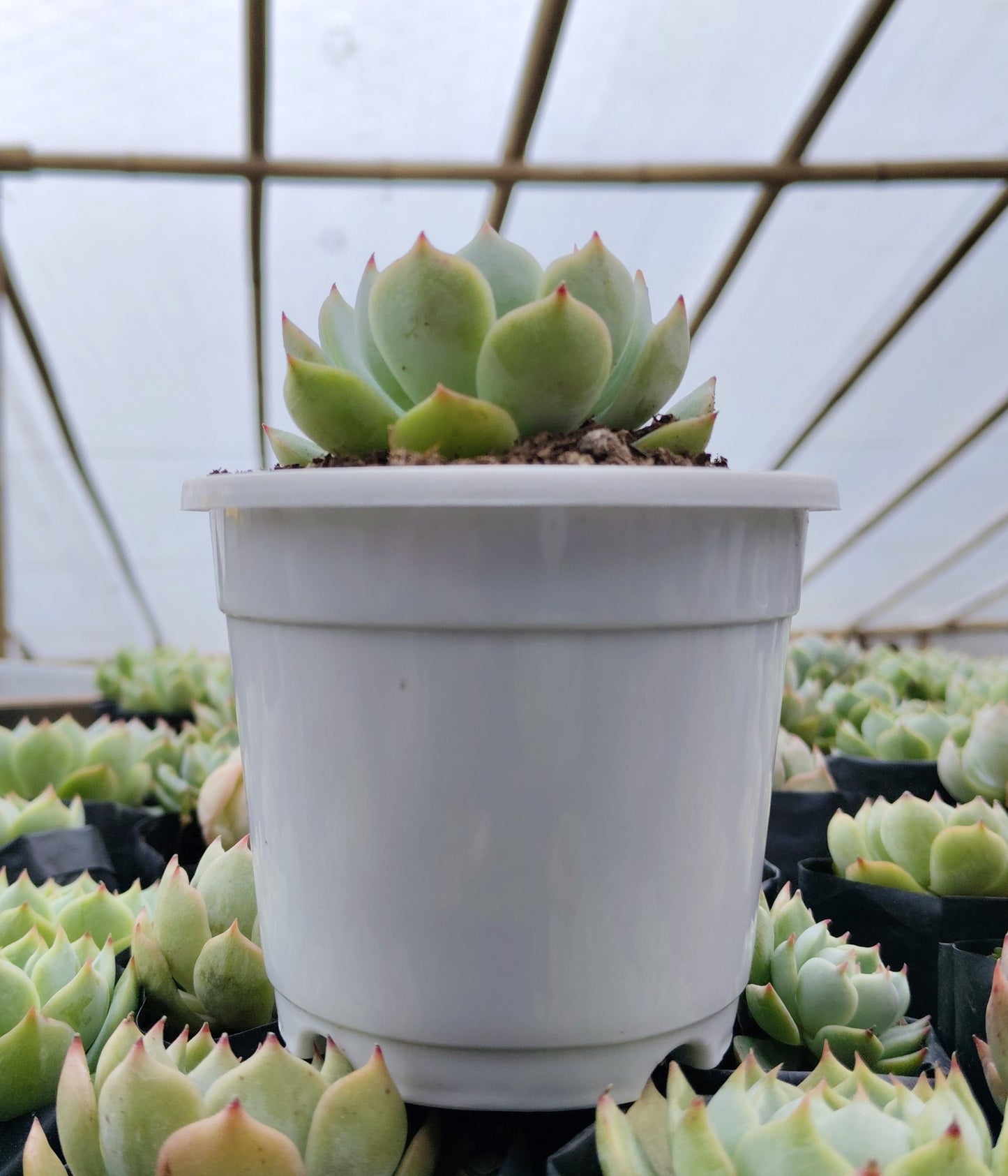 Echeveria Lunas Hybrid | Bare-Rooted – Elegant Succulent for Home & Office Decor