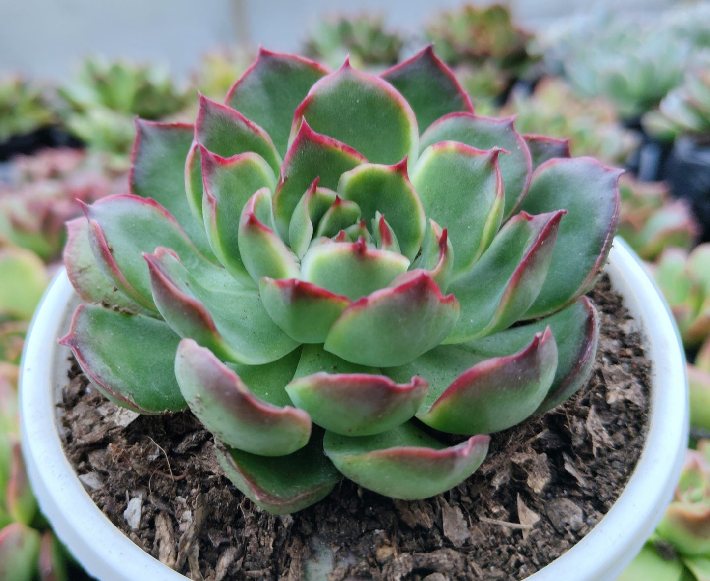 Echeveria Yang Yin (Florindo Ficou) | Bare-Rooted Live Plant