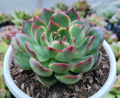 Echeveria Yang Yin (Florindo Ficou) | Bare-Rooted Live Plant
