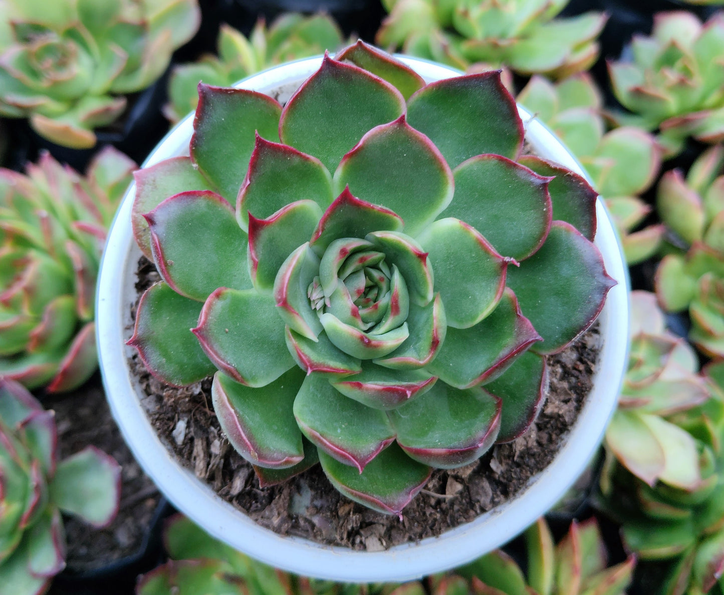 Echeveria Yang Yin (Florindo Ficou) | Bare-Rooted Live Plant