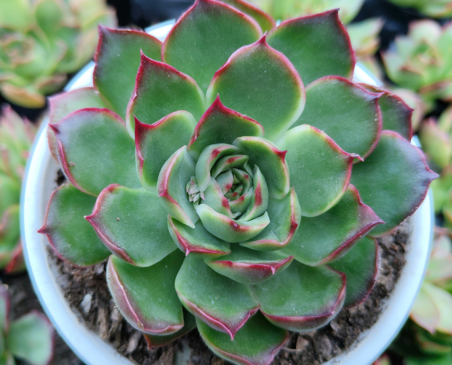 Echeveria Yang Yin (Florindo Ficou) | Bare-Rooted Live Plant
