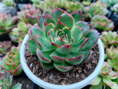 Echeveria Yang Yin (Florindo Ficou) | Bare-Rooted Live Plant