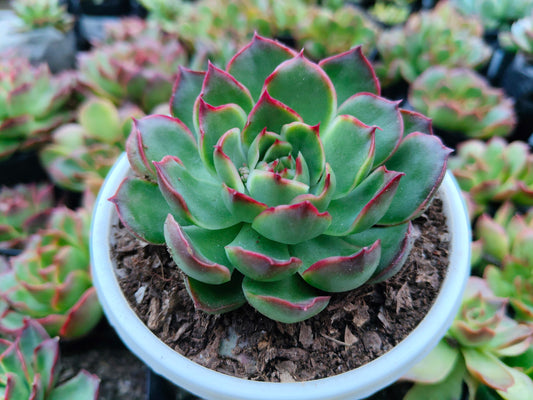Echeveria Yang Yin (Florindo Ficou) | Bare-Rooted Live Plant