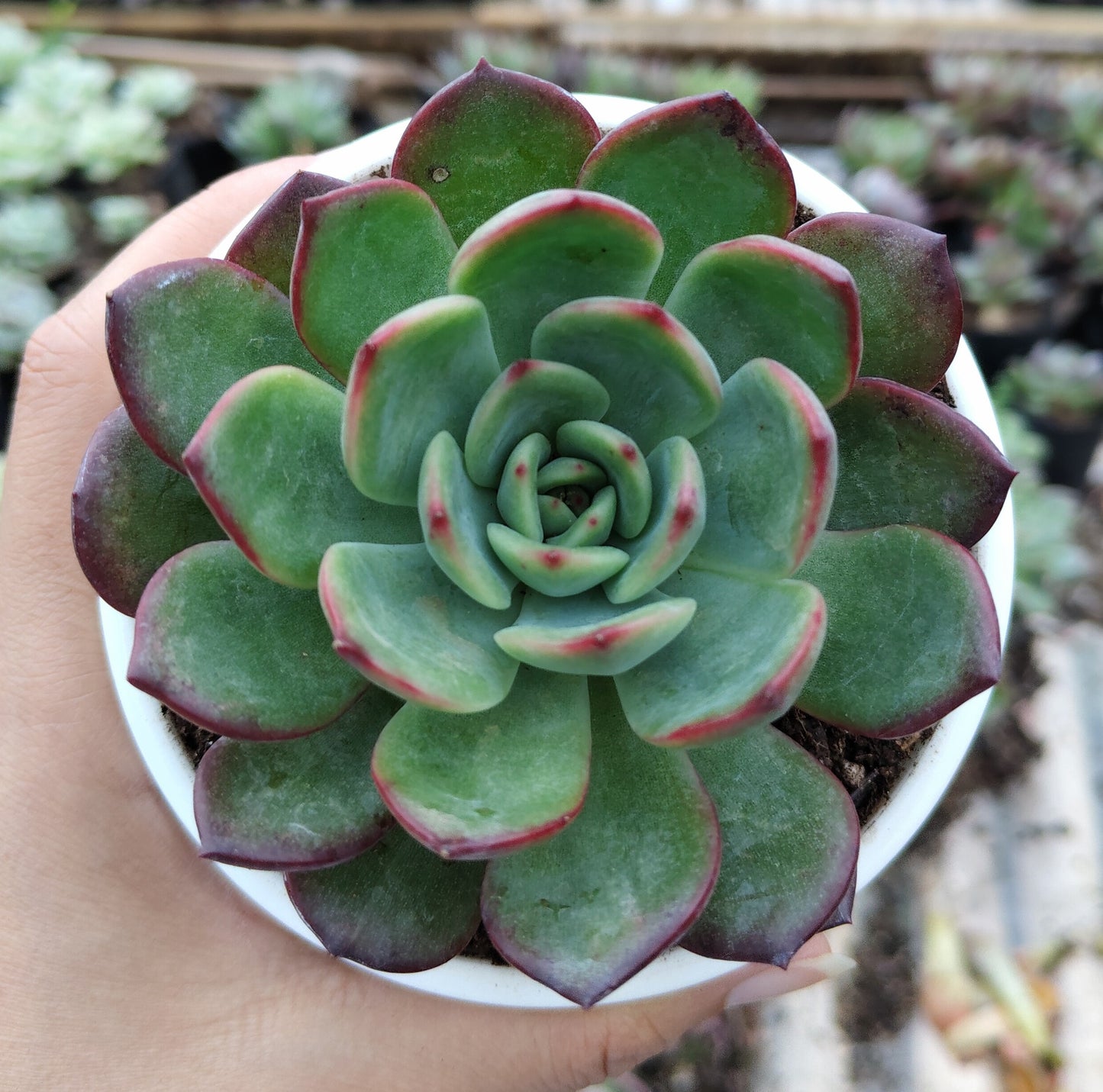 Echeveria Moonglow Hybrid Succulent | Bare-Rooted – Stunning Silvery-Blue Rosettes