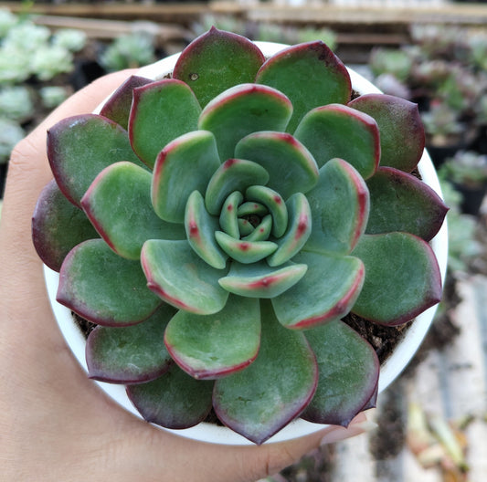 Echeveria Moonglow Hybrid Succulent | Bare-Rooted – Stunning Silvery-Blue Rosettes