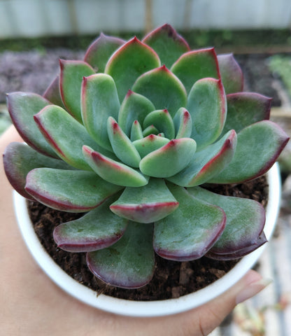 Echeveria Moonglow Hybrid Succulent | Bare-Rooted – Stunning Silvery-Blue Rosettes