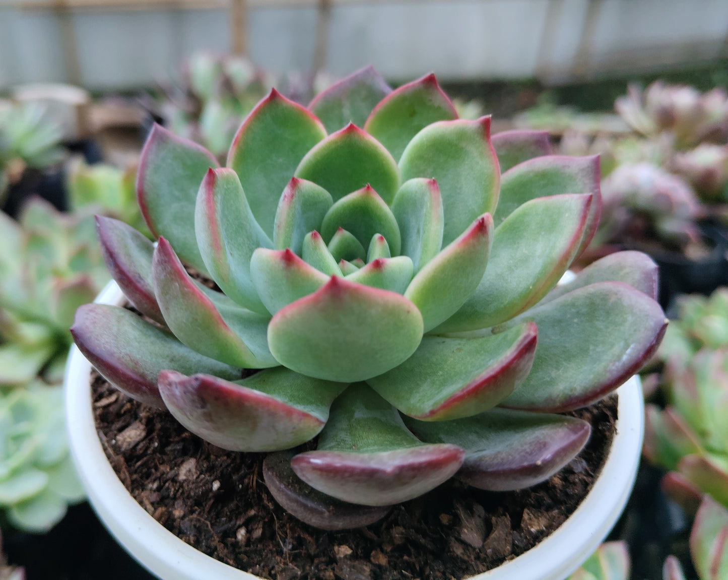 Echeveria Moonglow Hybrid Succulent | Bare-Rooted – Stunning Silvery-Blue Rosettes