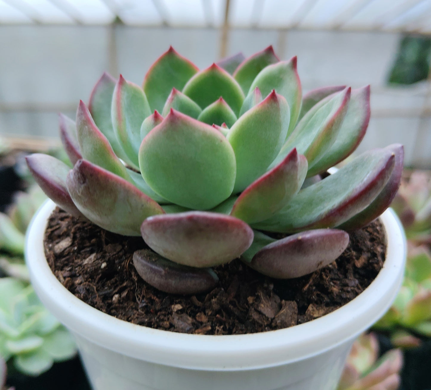 Echeveria Moonglow Hybrid Succulent | Bare-Rooted – Stunning Silvery-Blue Rosettes